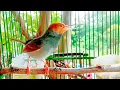 Download Lagu Paling di cari ‼️Suara pikat PRENJAK KEPALA MERAH JANTAN Gacor ngotot NGALAS