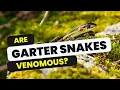 Are garter snakes venomous the answer may surprise you
