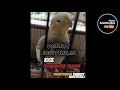 Download Lagu #parkitaustrali siulan doraemon