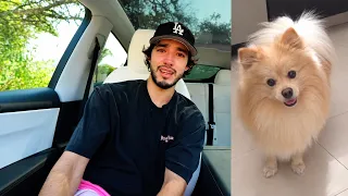 Mi perro se fue al cielo