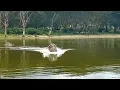 Angry hippo chases after boat in Kenya Wild Animal Encounters