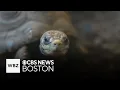 Tortoises experience emotions researchers say
