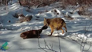 Exceptional footage of a coyote attacking a beaver