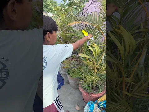 Sonic Feed The Trees 🌴 And Found Mystery Items 🎁😱| #shorts #viral
