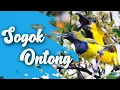 Download Lagu TEMBAKAN SOGOK ONTONG/SOGON GACOR SUARA JERNIH || MASTERAN TERBAIK 2021