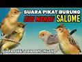 Download Lagu SUARA PIKAT BURUNG CICI MERAH ‼BURUNG SALOME