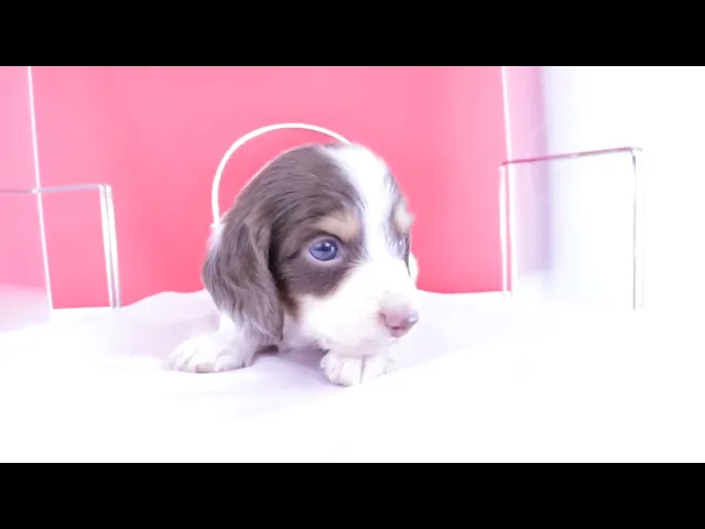 動画