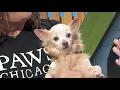 Adopt a Pet PAWS