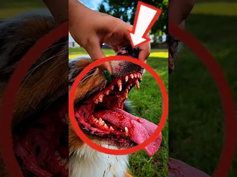 4 Dogs With the Strongest Bites on the Planet! 😱🐺 #Shorts