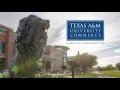 English Language Institute Texas A M University-Commerce