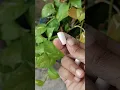 Download Lagu Use chalk in money plant for healthy growth