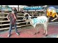 Download Lagu PERTAMAKALI BOCIL BAJAK ATM BELI KAMBING QURBAN SENDIRI, DIA GA PERNAH SESENANG INI!!!