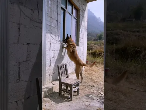 The dog saved the thief's life and found its owner.
