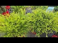 lemon thread false cypress malayalam