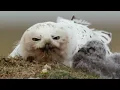 Snowy Owls | Why Is It The Most Skilled Arctic Predator? | Wildlife Documentary