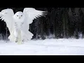 Snowy Owls Why Is It The Most Skilled Arctic Predator Wildlife Documentary