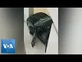 Chicago Dramatic Footage Shows Aftermath of SUV Crash