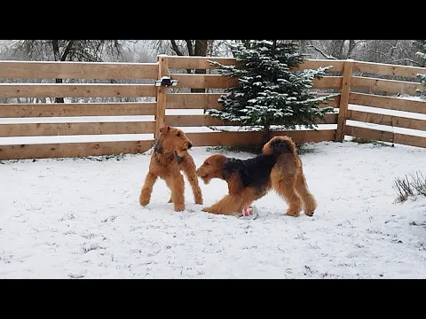 Download MP3 Tessa & Lala, Airedale Terrier