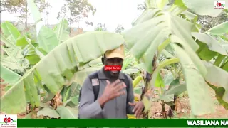 ushuhuda wetu siri kutoka shamba darasa shamba darasa la migomba