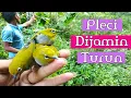 Download Lagu 🔴Pikat burung pleci - suara pikat burung pleci - pleci dijamin turun