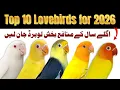 Lagu Top 10 profitable lovebirds for 2026 | best love birds for business