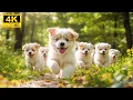 Download Lagu Baby Animals 4K - Exploring The Lives Of Young Animals With Relaxing Music