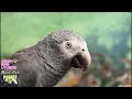 Sleepy Birb Lounge [Vol. 1] Calm Piano Music for Birds | Parrot Music TV for Your Bird Room🎶