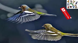 صوت طائر السلنج الصلنج أو الشرشور Canto Pinzón Common Chaffinch Bird Call صوت عصفور صلنج البانسو 