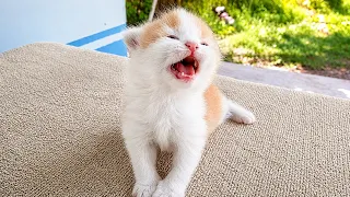 Adorable Tiny Kitten Pudding Is Crying To Find Mother Cat