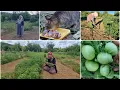 Download Lagu DOMATESLERİN ÇÜRÜMEMESİ İÇİN BU YÖNTEMİ UYGULAYIN | FATMA ANNE BOSTANA DİKMEME KIZDI DOMATES BAKIMI