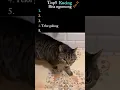 Top 5 Kucing ngomong part II #kucing  #kucinglucu #top5 #catvideos