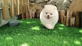 I am THINKER the cheeky Miniature Pomeranian boy