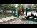 Download Lagu Czechoslovakian Wolfdogs Reaction When See the Postman