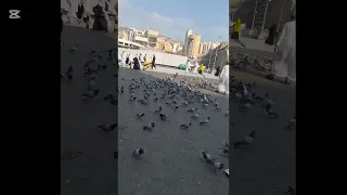 ياطير ياطاير فوق رايح عالمدينه ياطير ياطير ياطاير فوق رايح عالمدينه Malak Malak1 Malak Malak1  ياطير ياطاير فوق رايح عالمدينه ياطير ياطير ياطاير فوق رايح عالمدينه Malak Malak1 Malak Malak1