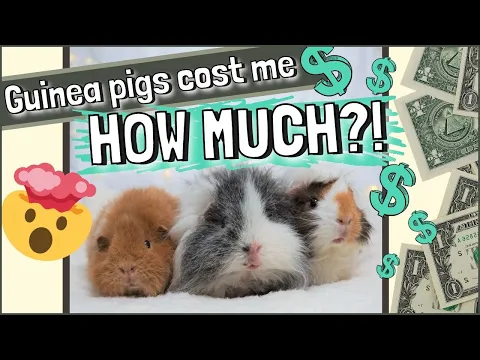 Download MP3 How Much Do Guinea Pigs Cost? Start-up and Average Monthly Spend!