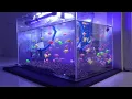 Download Lagu Aquarium mini indah membuat pikiran menjadi rileks dan tenang