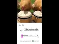 Download Lagu 🐔 Chickens + bongo drums 📷 Miles 🎵 project.jdm