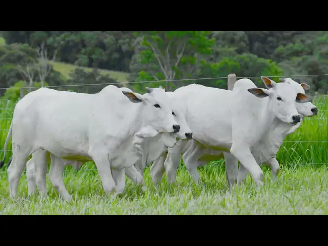 50% SOCIEDADE -  4 Novilhas Nelore P.O.