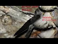 Download Lagu suara birahi | suara inap burung walet