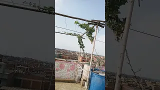 طريقة زراعة العنب فوق السطح العلوي في برميل 