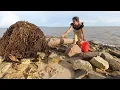 Download Lagu Amazing Catch of Huge Mud Crabs Under Coconut Trees at the Beach