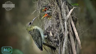 sunbird feeding her babies from chicks to adults