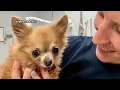Animals saved from neglect in Roanoke