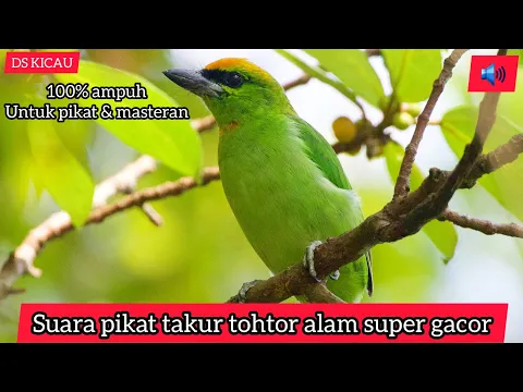 Download MP3 Burung takur/takur tohtor gacor/suara burung tohtor