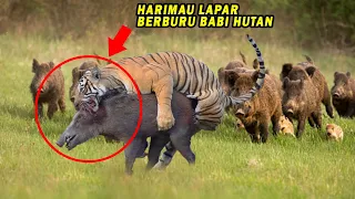 Download Menegangkan! Detik2 Harimau Berburu Babi Hutan yang Terpisah Dari Rombongan, Endingnya Tak Terduga MP3