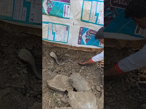 पुराणे घरो में ध्यान रखना जरूर ऐसें जगह पर रहते है भारत के सबसे जहरिले साप 🐍😱