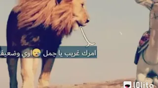 أسد وقال للجمل دندنها