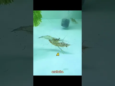 🦐 Encontró Cientos de Camarones Tras la Lluvia… ¡Y Lo Que Pasó Después Fue Increíble! 😱 #animals