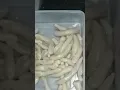 Download Lagu pempek ala dapur salsa, versi anak sekolah untuk acara bazar kak salsa disekolah.