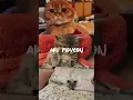 Ketuk tautan untuk mencoba Template https://www.capcut.com/t/Zs8ypMUuP/ Video Lirik